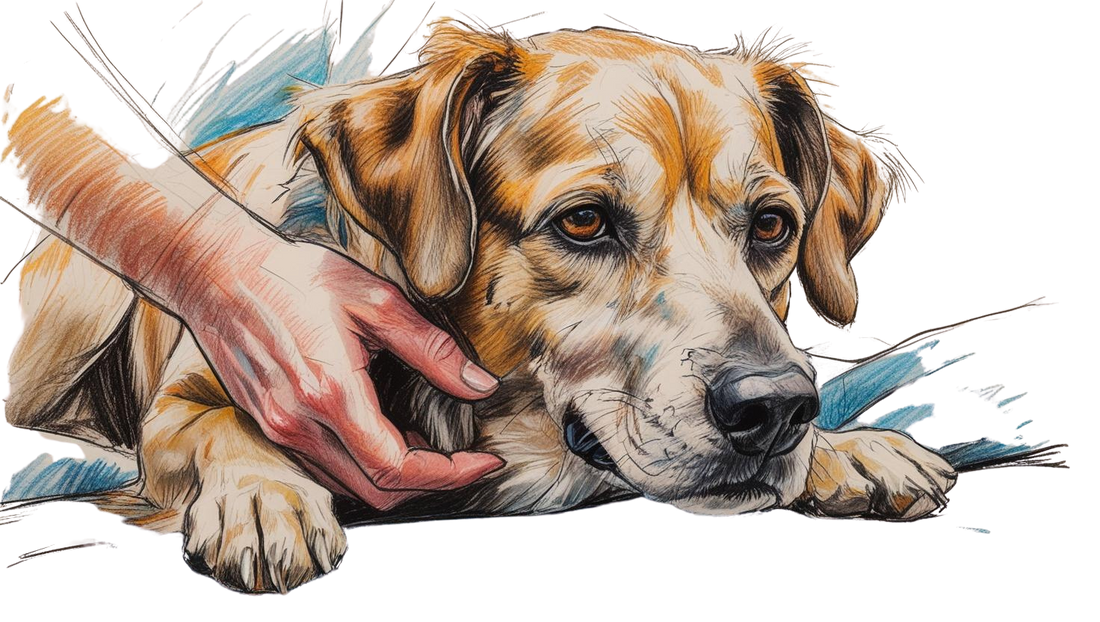 Signs of Aging in Dogs and How to Care for a Senior Dog